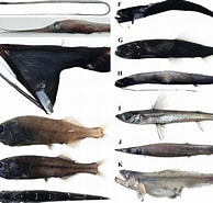 Bildresultat för "nemichthys Curvirostris". Storlek: 194 x 185. Källa: www.researchgate.net