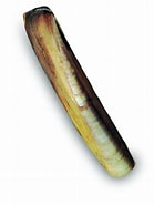 Image result for Kleine zwaardschede. Size: 139 x 185. Source: www.gastropedia.nl