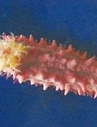 Afbeeldingsresultaten voor "pentacta Australis". Grootte: 142 x 132. Bron: www.sklep.aquamedic.pl