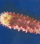 Image result for "pentacta Australis". Size: 167 x 132. Source: www.sklep.aquamedic.pl