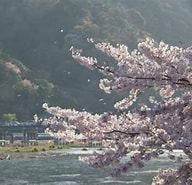 京都の桂川から見る桜 に対する画像結果.サイズ: 192 x 185。ソース: www2.nhk.or.jp