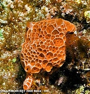 Image result for "hemimycale Columella". Size: 176 x 185. Source: www.natuurlijkmooi.net