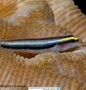 Image result for Elacatinus evelynae. Size: 176 x 185. Source: www.reeflex.net