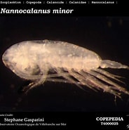 Bildresultat för Nannocalanus minor Klasse. Storlek: 184 x 185. Källa: www.st.nmfs.noaa.gov