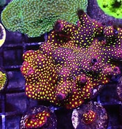 Image result for "stylocoeniella" Site:www.reef2reef.com. Size: 176 x 185. Source: www.reef2reef.com