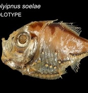 Image result for Polyipnus Danae Wikipedia. Size: 174 x 185. Source: fishesofaustralia.net.au