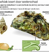 Image result for Japanse oester Klasse. Size: 174 x 185. Source: wadgidsenweb.nl