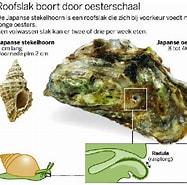 Afbeeldingsresultaten voor Japanse oester Anatomie. Grootte: 187 x 185. Bron: www.wadgidsenweb.nl