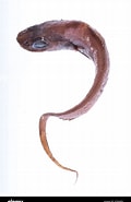 Afbeeldingsresultaten voor "coryphaenoides Zaniophorus". Grootte: 120 x 185. Bron: www.alamy.com