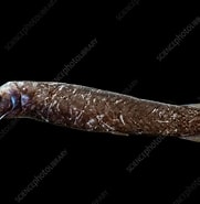 mida de Resultat d'imatges per a "photostylus Pycnopterus".: 181 x 185. Font: www.sciencephoto.com