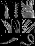 Afbeeldingsresultaten voor Paradiopatra Fiordica Geslacht. Grootte: 142 x 185. Bron: www.researchgate.net