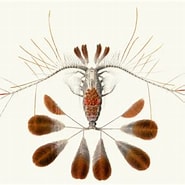 Image result for "calocalanus Lomonosovi". Size: 185 x 185. Source: www.marinespecies.org