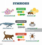 Afbeeldingsresultaten voor Advantages and Disadvantages of Symbiosis. Grootte: 175 x 185. Bron: www.istockphoto.com
