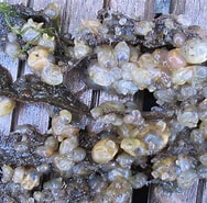 Image result for "molgula Manhattensis". Size: 188 x 185. Source: www.marlin.ac.uk