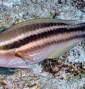 Afbeeldingsresultaten voor "scarus Taeniopterus". Grootte: 176 x 185. Bron: www.flickriver.com