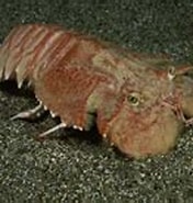 Image result for "ibacus Brevipes". Size: 176 x 120. Source: www.sealifebase.se