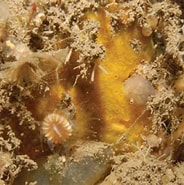 Afbeeldingsresultaten voor "hymedesmia Pilata". Grootte: 184 x 185. Bron: www.researchgate.net