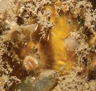 Afbeeldingsresultaten voor Hymedesmia Hymedesmia Pilata Familie. Grootte: 194 x 185. Bron: www.researchgate.net
