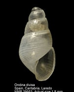 Image result for "ondina Divisa". Size: 150 x 185. Source: www.marinespecies.org