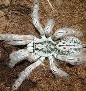 Afbeeldingsresultaten voor "trochodota Maculata". Grootte: 176 x 185. Bron: pinterest.com