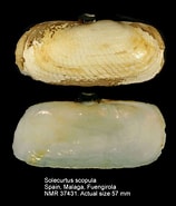 Afbeeldingsresultaten voor Solecurtidae Superfamilie. Grootte: 158 x 185. Bron: www.nmr-pics.nl