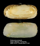 Image result for Solecurtidae Onderklasse. Size: 160 x 185. Source: www.nmr-pics.nl