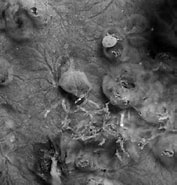Image result for Myxilla Styloptilon Ancorata Onderrijk. Size: 177 x 185. Source: www.researchgate.net