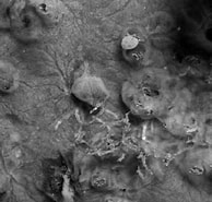 Afbeeldingsresultaten voor Myxilla Styloptilon Ancorata Stam. Grootte: 194 x 185. Bron: www.researchgate.net