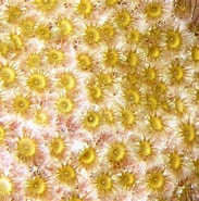 Image result for "parazoanthus Parasiticus". Size: 183 x 185. Source: reefguide.org