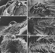 Image result for Nematoscelis microps Stam. Size: 192 x 185. Source: www.researchgate.net