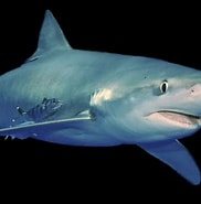 Image result for blauwe haai gevaarlijk. Size: 182 x 183. Source: www.adcdiving.be