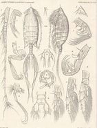 Image result for "arietellus Setosus". Size: 141 x 185. Source: www.marinespecies.org