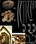 Afbeeldingsresultaten voor Crella Pytheas Donsi Stam. Grootte: 153 x 185. Bron: cdnsciencepub.com