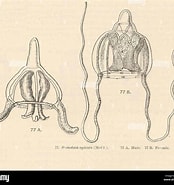 Image result for Stomotoca Onderorde. Size: 174 x 185. Source: www.alamy.com