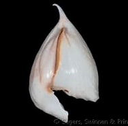Image result for "cavolinia gibbosa Flava". Size: 188 x 185. Source: www.conchology.be