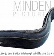 Image result for Histiobranchus bathybius. Size: 180 x 150. Source: www.mindenpictures.com