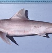 Image result for "hemigaleus Microstoma". Size: 180 x 125. Source: www.sharkwater.com