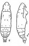 Image result for Subeucalanus monachus Rijk. Size: 120 x 173. Source: copepodes.obs-banyuls.fr