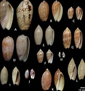 Afbeeldingsresultaten voor Archaeogastropoda. Grootte: 172 x 185. Bron: www.researchgate.net