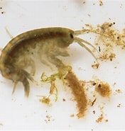Image result for "gammarus Obtusatus". Size: 176 x 185. Source: www.shetlandlochs.com