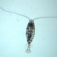 Image result for "calanoides Acutus". Size: 185 x 185. Source: asknature.org