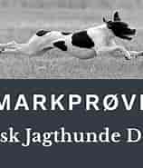 Image result for World Dansk Fritid Husdyr hunde racer Kenneler og Opdræt. Size: 158 x 181. Source: www.pointerklub.dk