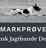 Image result for World Dansk Fritid Husdyr hunde racer Apporterende jagthunde Labrador retriever. Size: 178 x 181. Source: www.pointerklub.dk