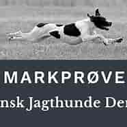 Image result for World dansk Fritid Husdyr Hunde racer stående Jagthunde Stabyhoun. Size: 186 x 181. Source: www.pointerklub.dk