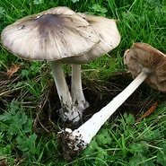 Afbeeldingsresultaten voor Volvopluteus Asiaticus. Grootte: 185 x 185. Bron: ultimate-mushroom.com
