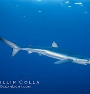 Image result for Prionace. Size: 176 x 185. Source: www.oceanlight.com