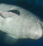 Afbeeldingsresultaten voor grondeldolfijnen Gedrag. Grootte: 174 x 185. Bron: diertjevandedag.classy.be
