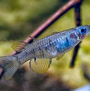 Image result for Ilyograpsus paludicola Klasse. Size: 183 x 185. Source: www.rainbowfish.angfaqld.org.au
