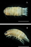 Image result for Cirolanidae. Size: 124 x 185. Source: zookeys.pensoft.net