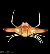 Image result for "ixa Cylindrus". Size: 173 x 185. Source: www.crustaceology.com